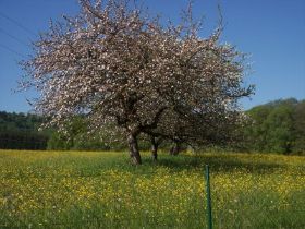 Grundstück3Mai08.jpg