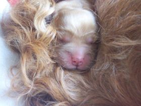 Chili 1Welpe1Tag.JPG